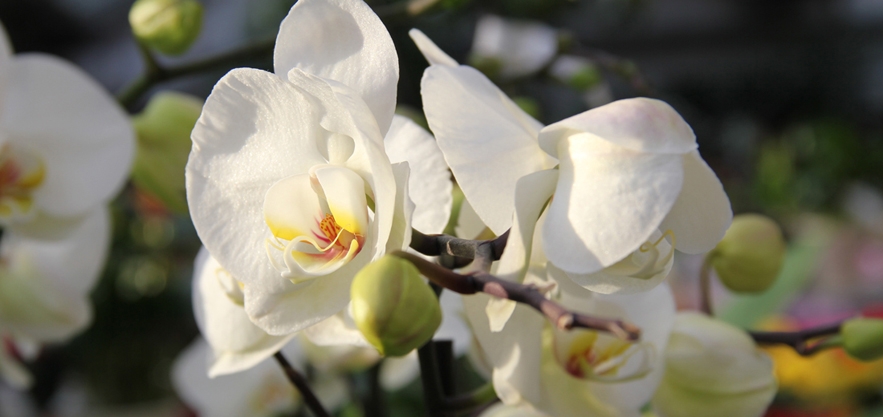 White orchids - Bolzano